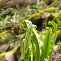 Clark Reservation BioBlitz