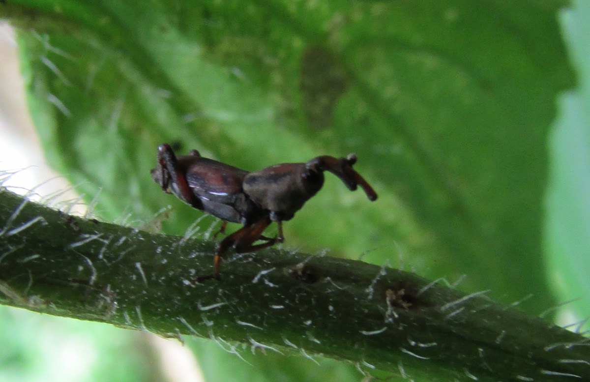 Gorgojo (weevil)