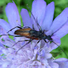 Flower Longhorn Beetle ♂♀