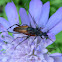 Flower Longhorn Beetle ♂♀