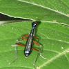 Elongated Tiger Beetle