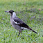 Australian Magpie (juvenile)