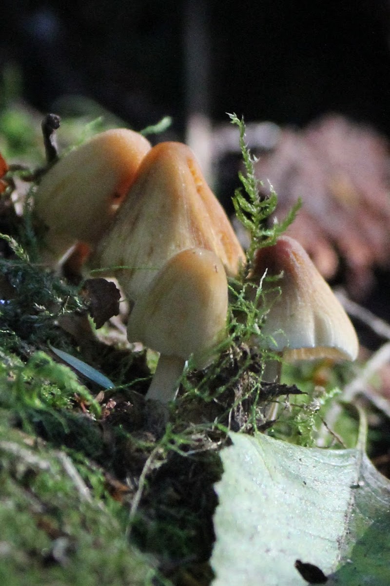 Mica-cap Mushroom