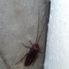 Cockroach