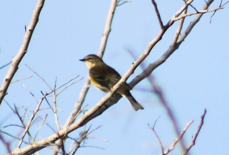 Yellow-rumped Warbler (immature)