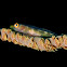 Wire Coral Goby