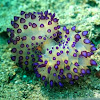 Purple-tipped Nudibranch - pair