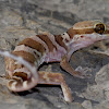 Ring-tailed Gecko