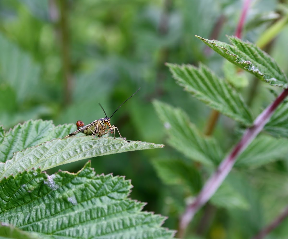 Scorpion Fly