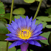 Purple Lotus/Blauwe Lotus