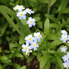 True forget me not