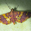 Glyphodes Moth