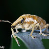 Eucalyptus weevil