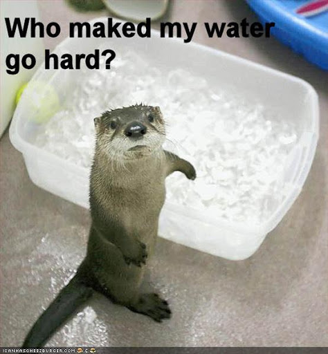 Forum Image: http://lh5.ggpht.com/lisa.onizuka/Rx_1Rqy7_aI/AAAAAAAAO5s/MI7ikIbJ26A/otter.jpg