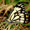 Caper White Butterfly