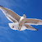 Ring-billed Gull