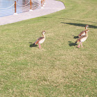 Egyptian geese