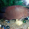 Malayan Leaffish