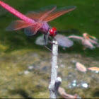 Crimson Dropwing - male