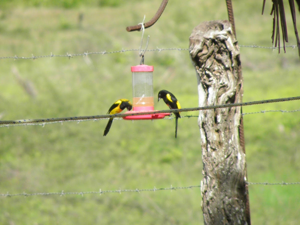 Black Cowled Oriole