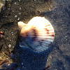 great scallop or king scallop