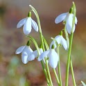 Spring nature HD wallpapers logo