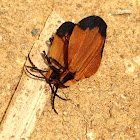 Hooked winged Net winged beetle