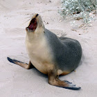 Australian sea lion