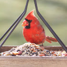 Northern Cardinal (male)