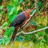 Philippine Cuckoo Dove