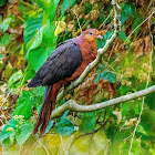 Philippine Cuckoo Dove
