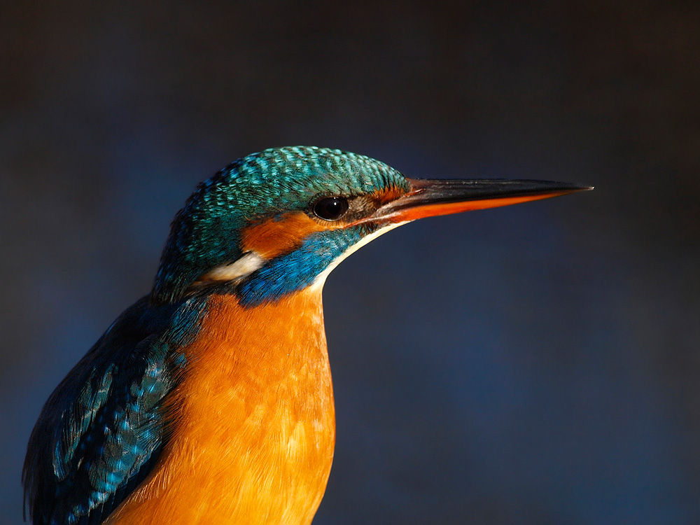 Martín pescador (Common Kingfisher)