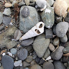 NZ common turret seashells