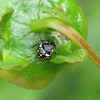 Green Vegetable Bug (nymph)