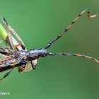 Trachyderine Longhorn beetle