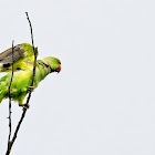 Rose-Ringed Parakeet