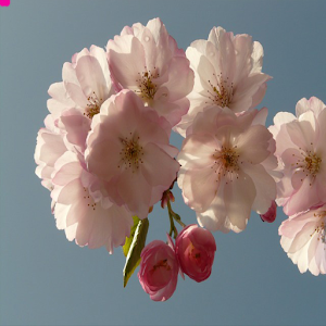 Cherry Blossom.apk 2.1