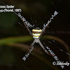 The Giant Cross Spider, Specked Band Four-Leg