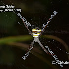 The Giant Cross Spider, Specked Band Four-Leg