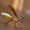Nocturnal Paper Wasp