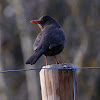 Common blackbird female