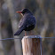 Common blackbird female