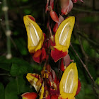 Sky Flower Vine