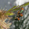 Iridescent Leaf Cylinder Beetle