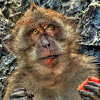 Crab Eating Macaque