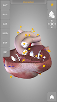 Heart 3D Anatomy APK تصویر نماگرفت #16