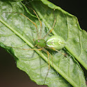Green Lynx Spider