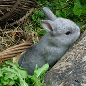 Easter Bunny Pictures