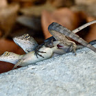 Brown anoles (mating)