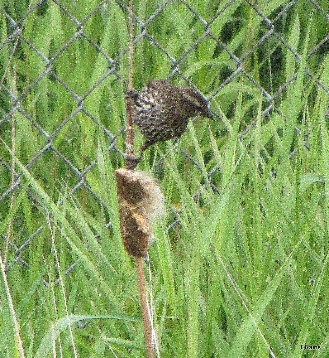 Red-winged Blackbird